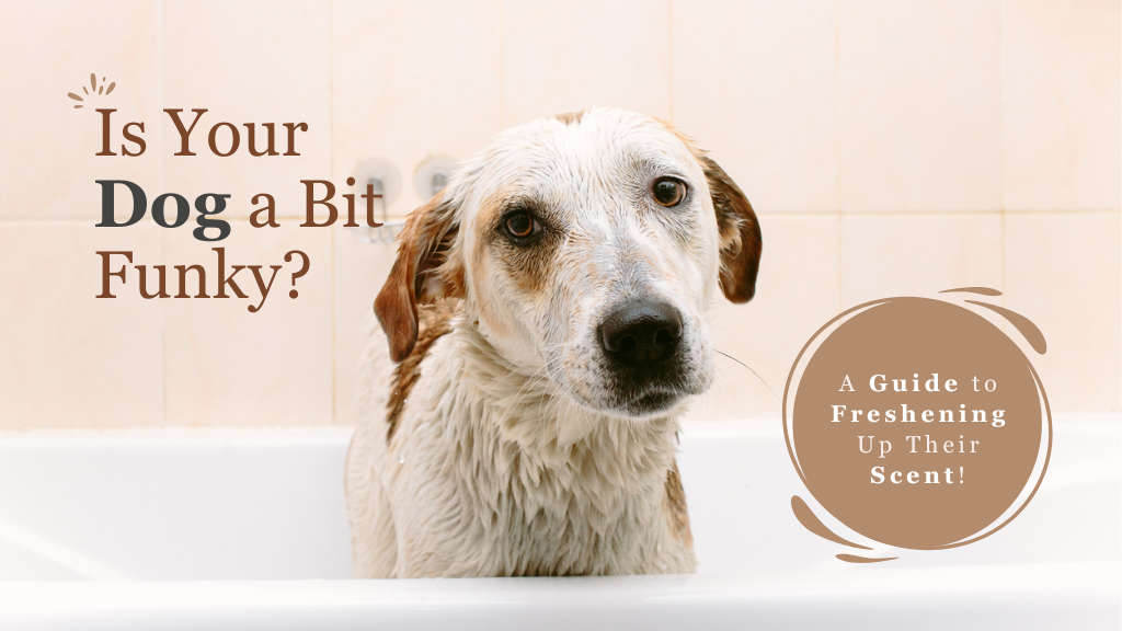 Is your dog a bit funky? A guide to freshening up their scent!