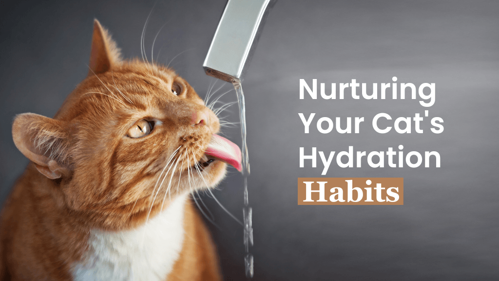 Nurturing Your Cat’s Hydration: Tips to Keep Them Healthy Nurturing Your Cat’s Hydration: Tips to Keep Them Healthy