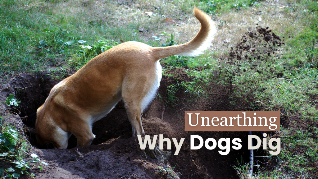 Unearthing the Secrets Behind Why Dogs Dig