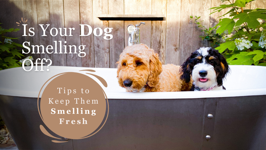 Is Your Dog Smelling Off? Tips to Keep Them Smelling Fresh