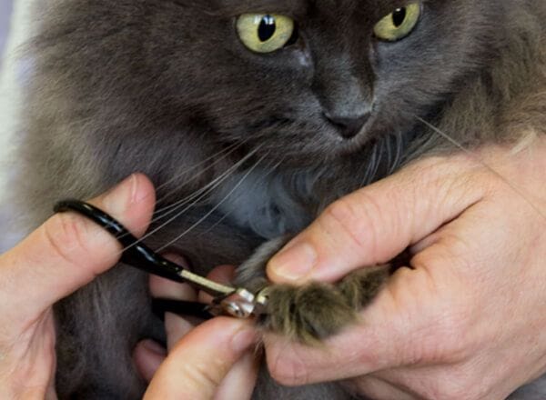 Grooming and Nail Trimming