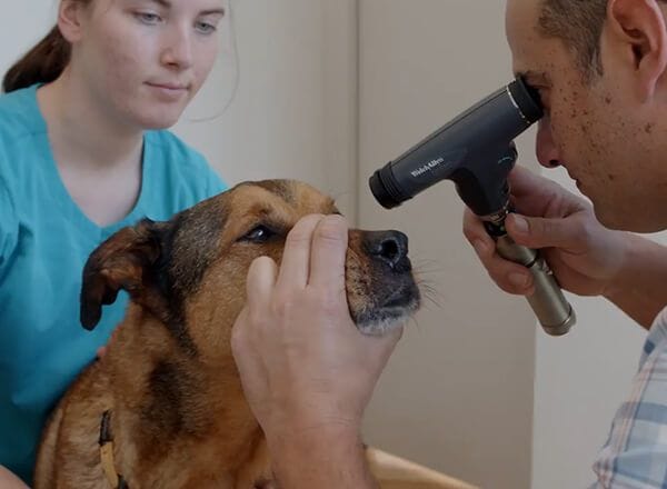 Senior Health Checks