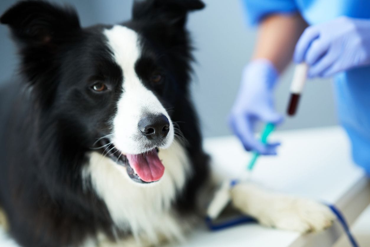 Pet Blood and Urine Testing