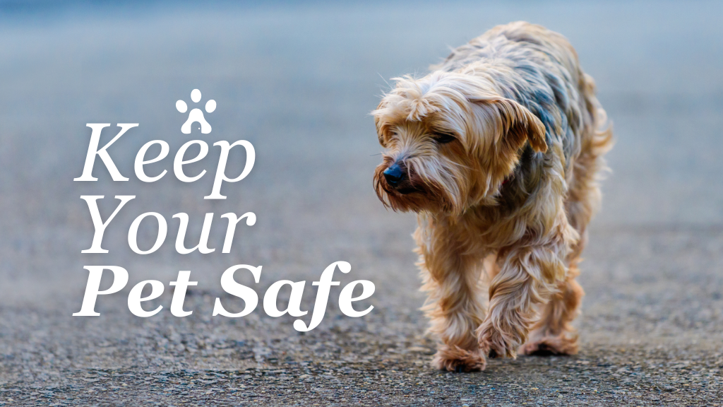 Keep Your Pet Safe: Essential Tips for Lost Pet Prevention