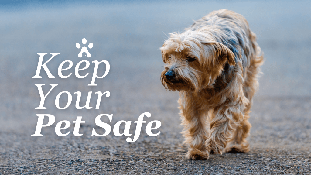 Keep Your Pet Safe: Tips to Prevent Lost Pets Keep Your Pet Safe: Tips to Prevent Lost Pets