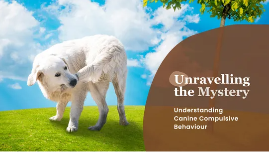 Unravelling the Mystery: Understanding Canine Compulsive Disorder