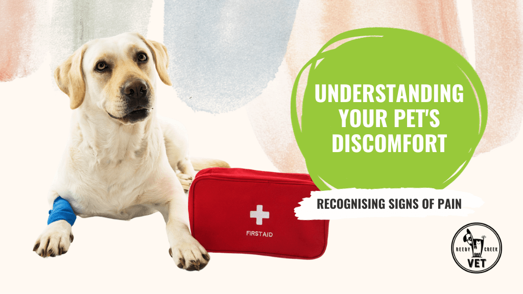 Understanding Your Pet's Discomfort: Recognising Signs of Pain