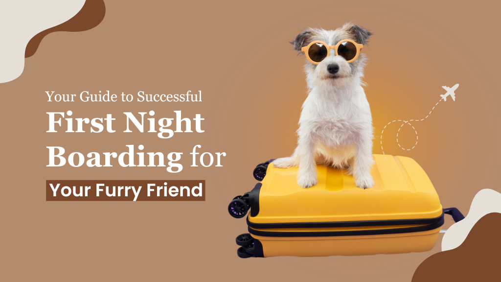 Your Guide to Successful First-Time Overnight Boarding for Your Furry Friend