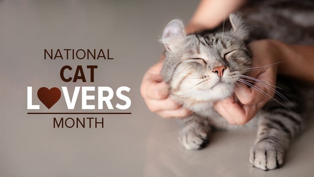 Celebrating National Cat Lovers' Month