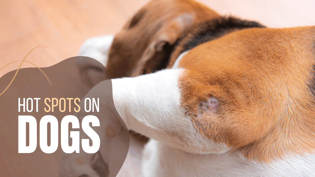 Understanding and Treating Hot Spots on Dogs Understanding and Treating Hot Spots on Dogs