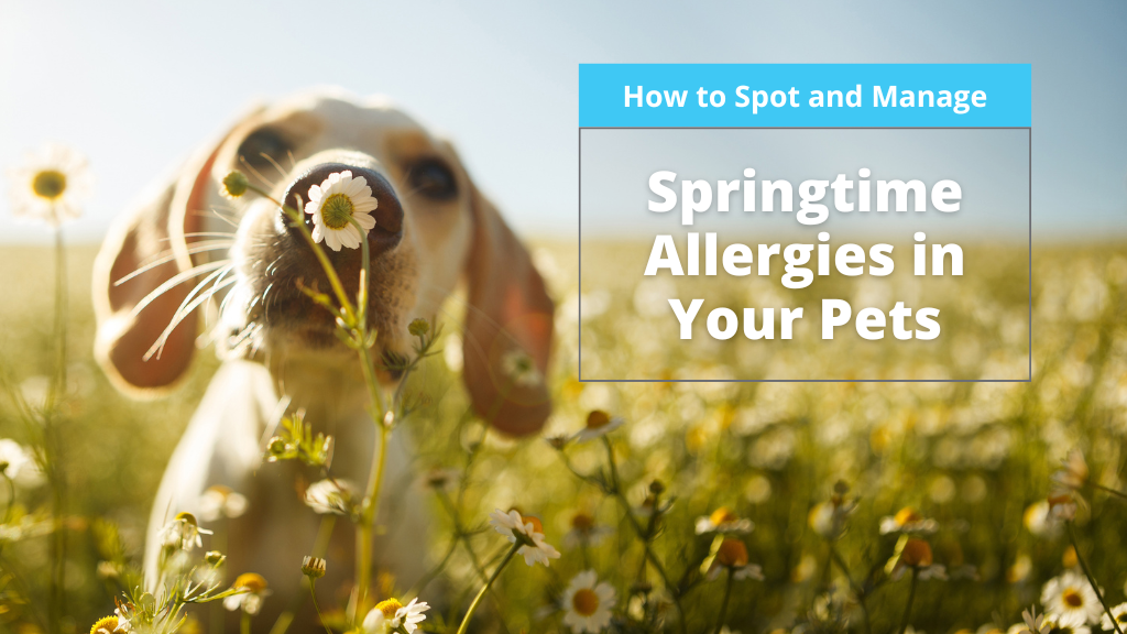 How to Spot and Manage Springtime Allergies in Your Pets