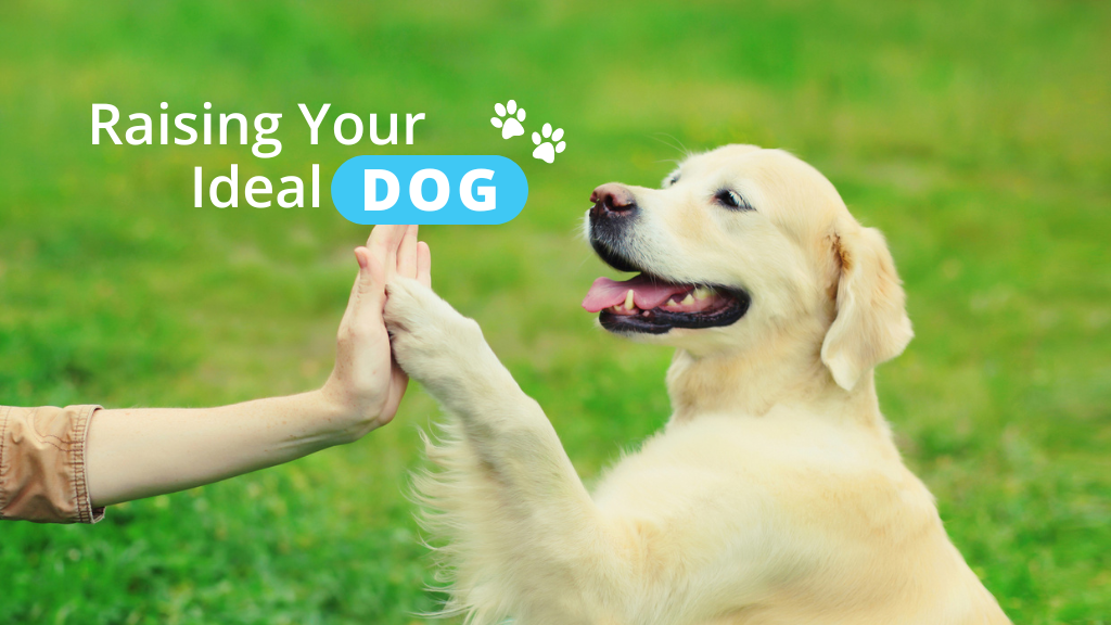 Raising Your Ideal Dog