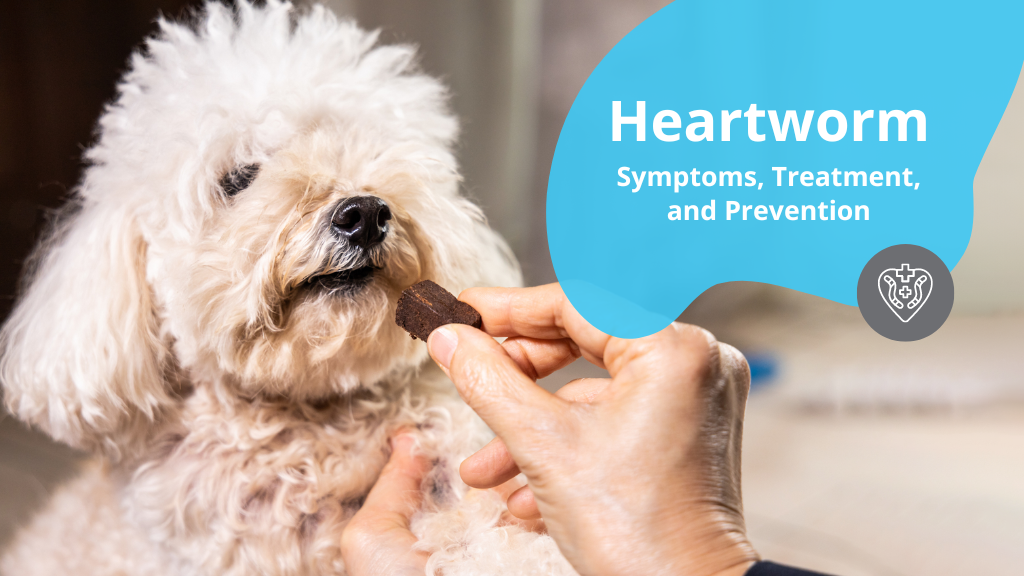 Heartworm: Symptoms, Treatment, and Prevention