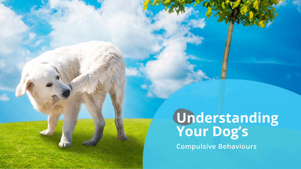 Understanding Your Dog’s Compulsive Behaviours