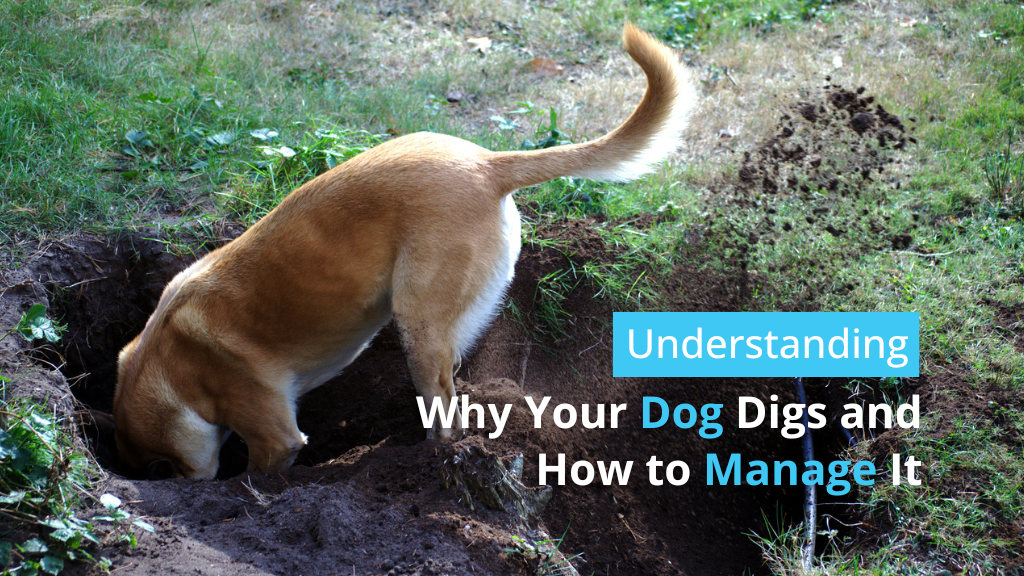 Understanding Why Your Dog Digs and How to Manage It