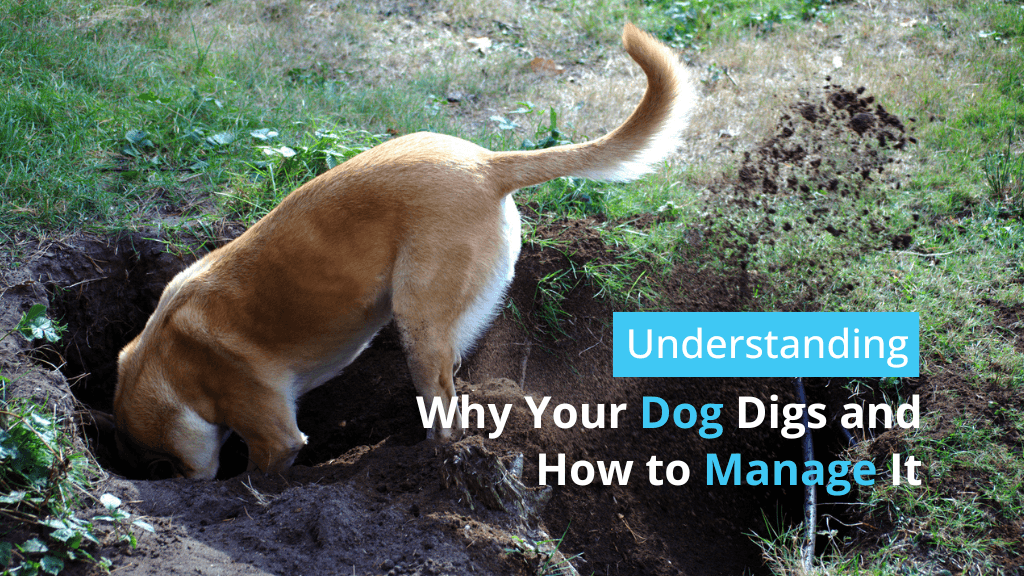 Understanding Why Your Dog Digs and How to Manage It Understanding Why Your Dog Digs and How to Manage It