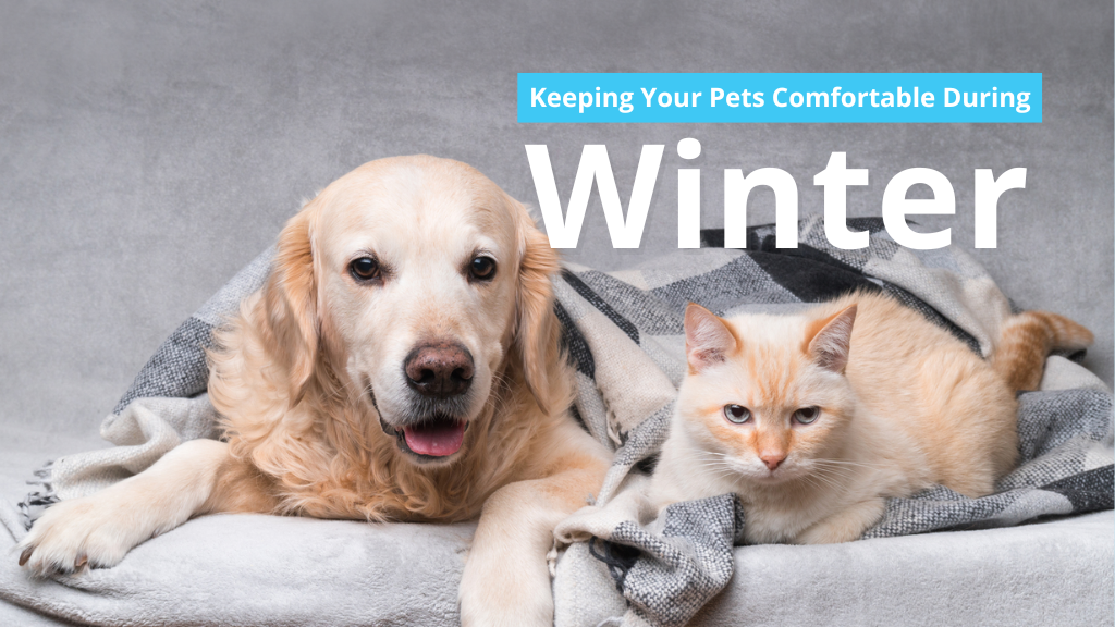 Keeping Your Pets Comfortable During Winter