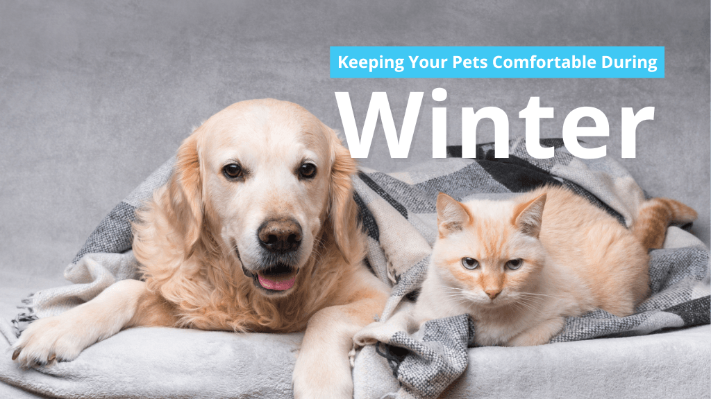 Keeping Your Pets Comfortable During Winter Keeping Your Pets Comfortable During Winter