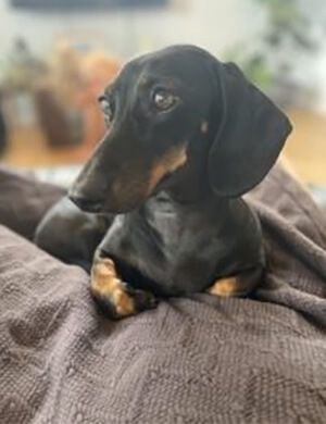 Allpets Security Sausage