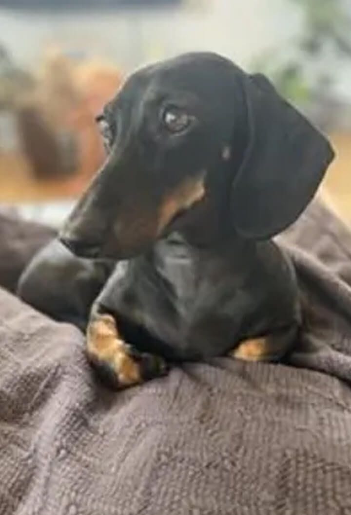 Allpets Security Sausage