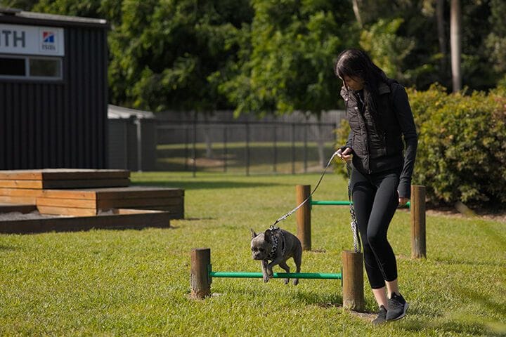 Puppy Training