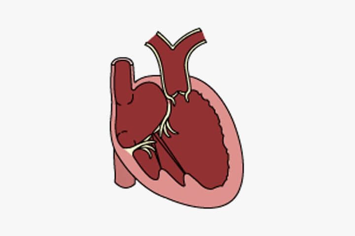 Cardiology (Heart)