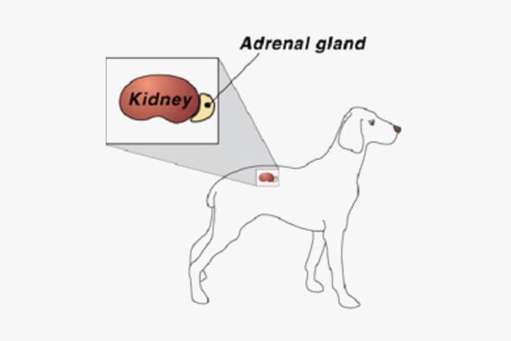 Endocrinology (Hormones)