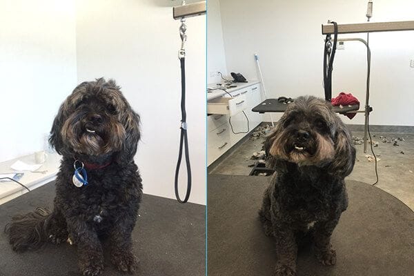 Max before grooming / Max after grooming