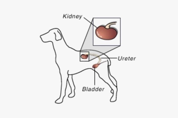 Renal Dysplasia