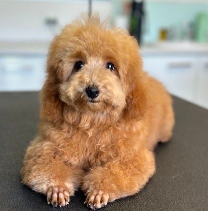 Worming, Tick and Flea