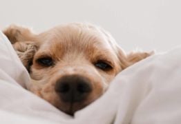 Free Trial Of Trupanion Pet Insurance Free Trial Of Trupanion Pet Insurance