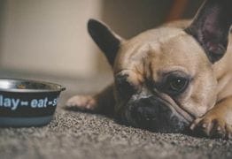 Wash Your Pet’s Dishes After Every Single Use, Seriously