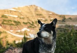 Ticks And Your Pets – What You Need To Know Ticks And Your Pets – What You Need To Know