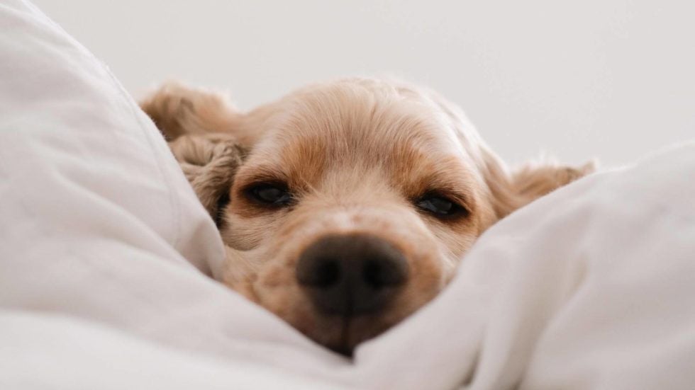 Free Trial Of Trupanion Pet Insurance Free Trial Of Trupanion Pet Insurance