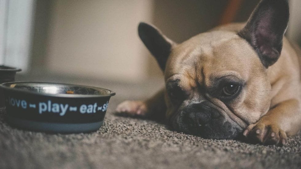 Wash Your Pet’s Dishes After Every Single Use, Seriously