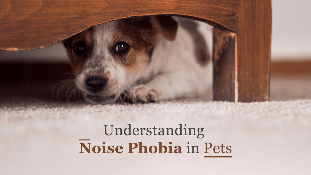 Understanding Noise Phobia in Pets: Helping Your Furry Friend Through the Storm Understanding Noise Phobia in Pets: Helping Your Furry Friend Through the Storm