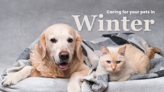 Caring For Your Pets During Winter