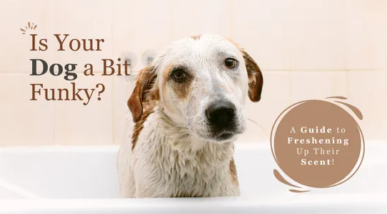 Is your dog a bit funky? A guide to freshening up their scent!