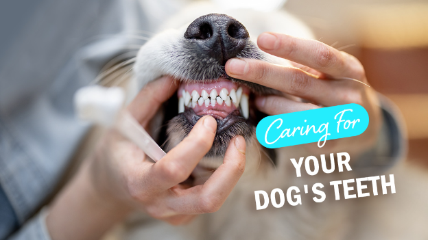 Dental Disease in Dogs