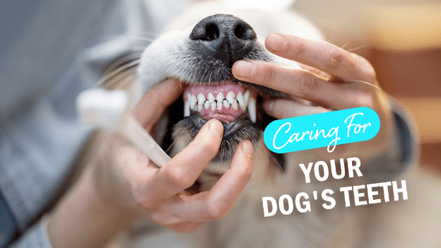 Dental Disease in Dogs Dental Disease in Dogs
