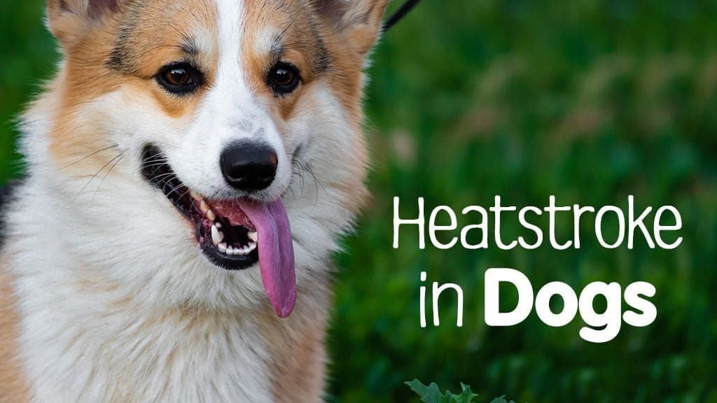 Heatstroke in Dogs, 6 Symptoms and Risks Heatstroke in Dogs, 6 Symptoms and Risks