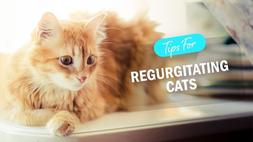 5 Reasons Your Cat May Be Regurgitating and Tips to Help 5 Reasons Your Cat May Be Regurgitating and Tips to Help