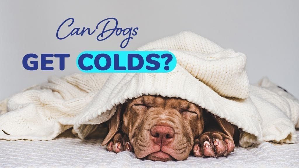 Can Dogs Get Colds? Can Dogs Get Colds?