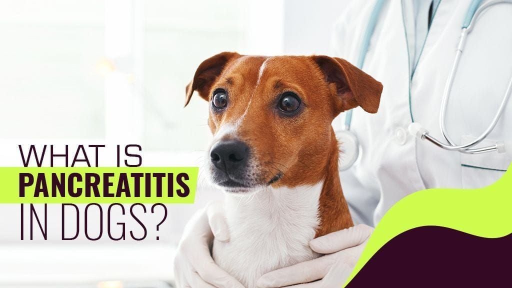 What is Pancreatitis in Dogs? What is Pancreatitis in Dogs?