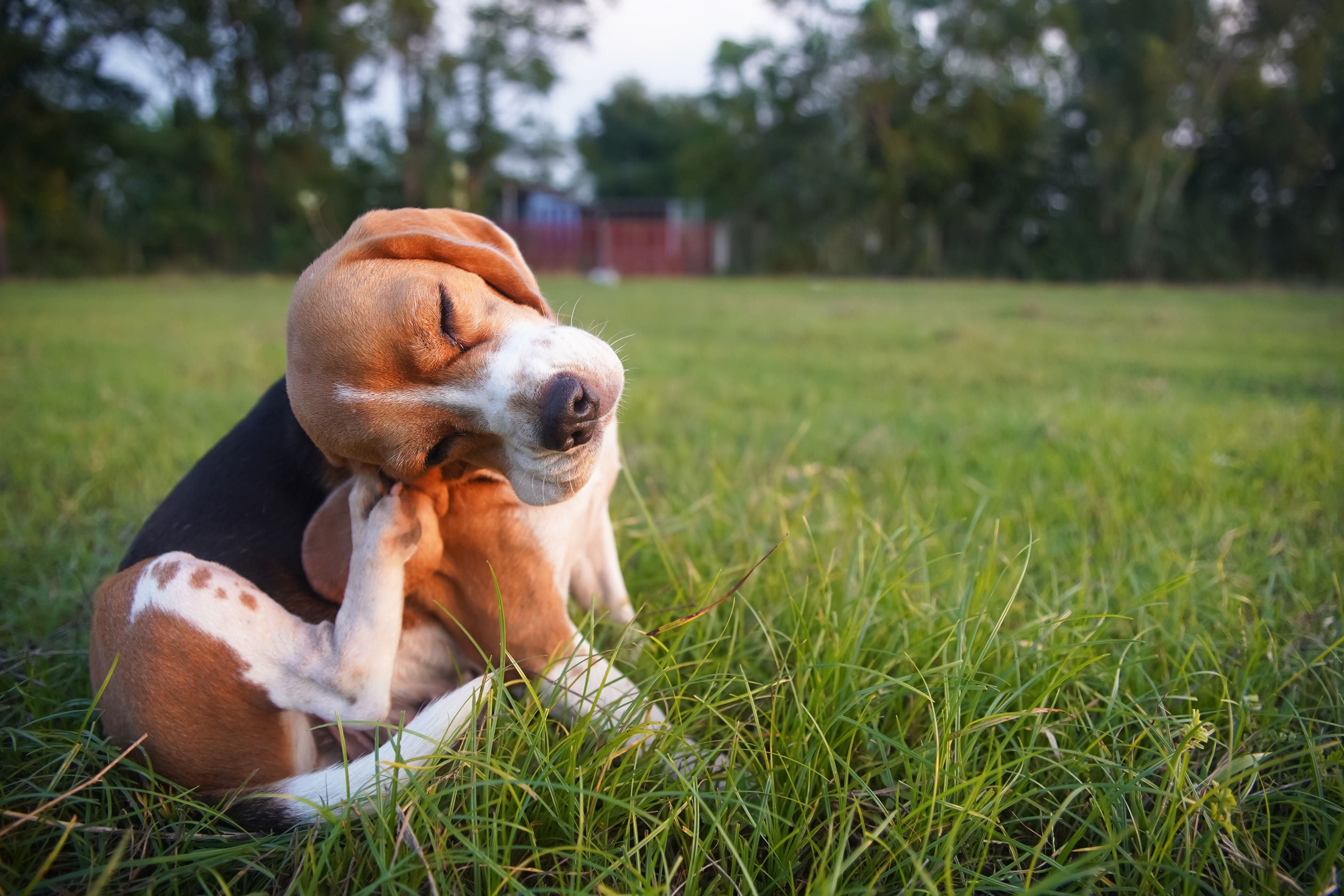 Ear Infections: What you need to know Ear Infections: What you need to know
