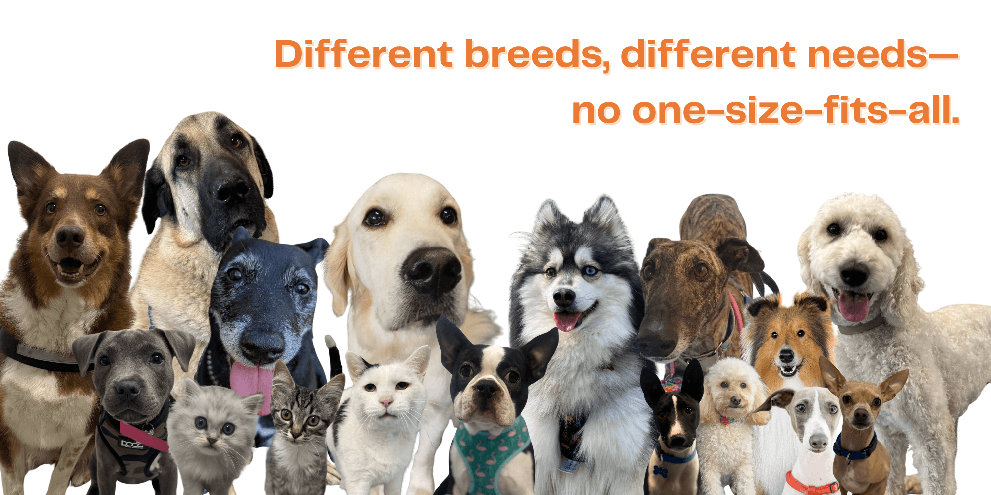 What age should I desex my pet? New Desexing Guidelines What age should I desex my pet? New Desexing Guidelines