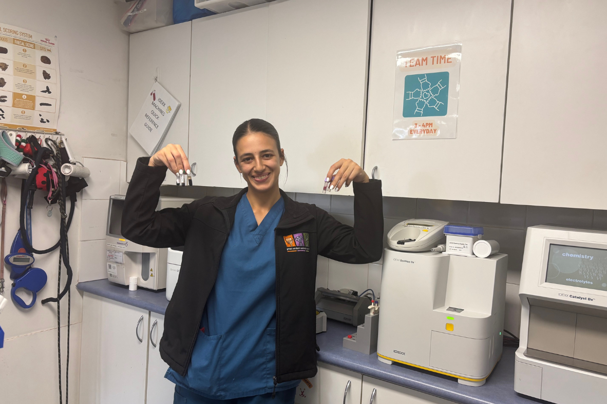 Why We Recommend Pre-Anaesthetic Blood Testing for Your Pet Why We Recommend Pre-Anaesthetic Blood Testing for Your Pet