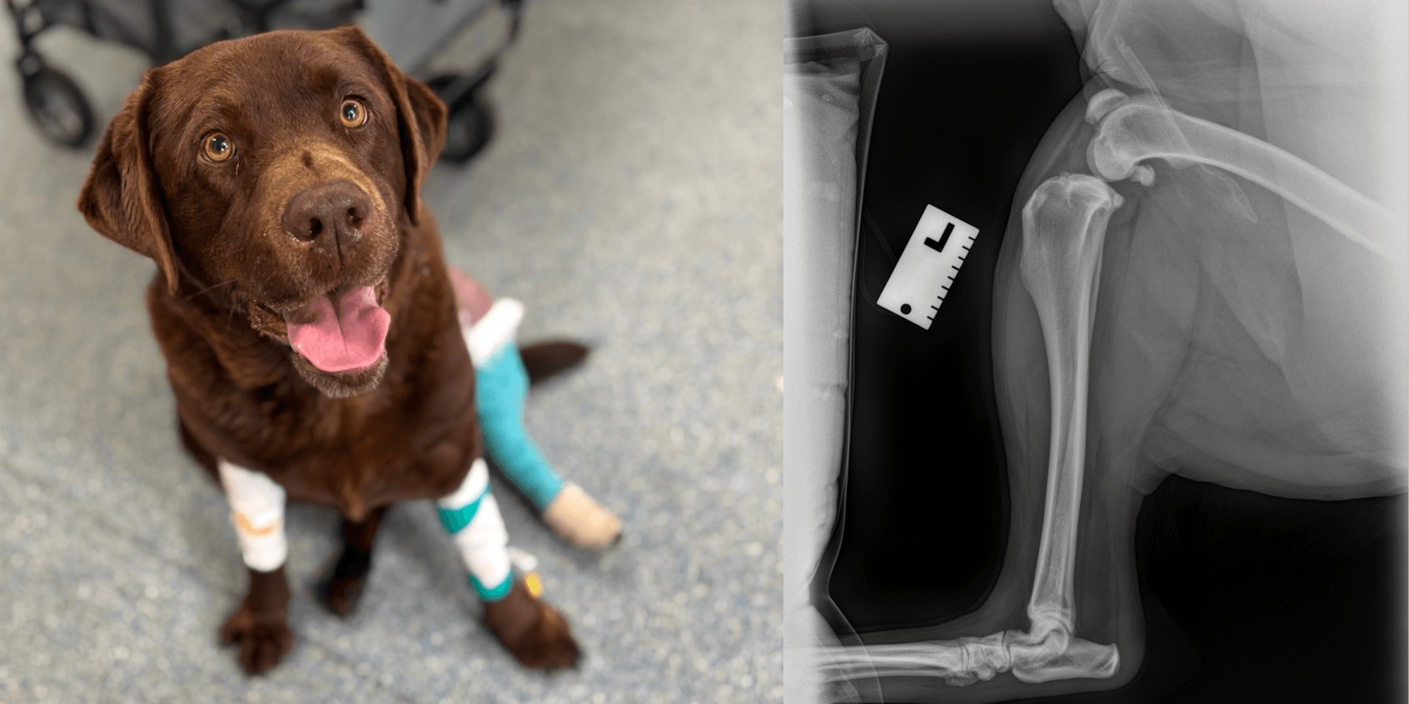 My Dog Is Limping – Could It Be a Cruciate Ligament Injury? My Dog Is Limping – Could It Be a Cruciate Ligament Injury?