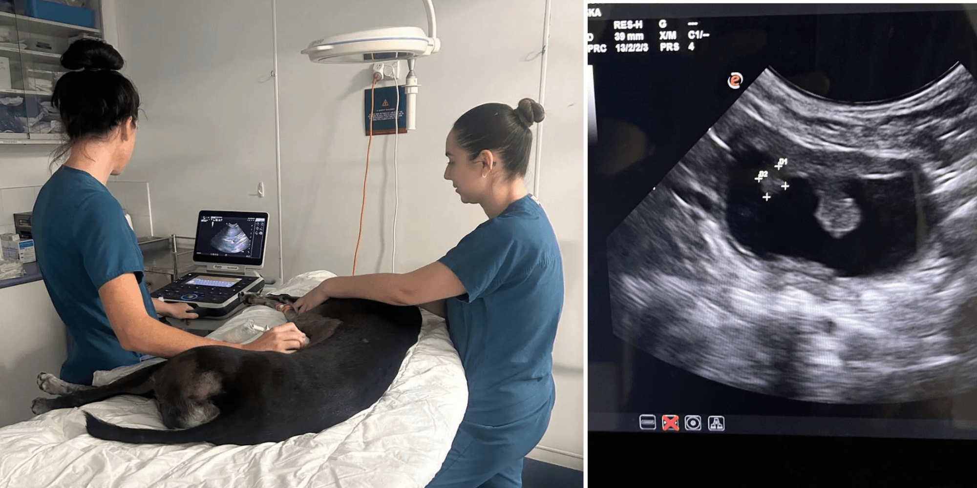 How Ultrasound Helps Us Care for Your Pets How Ultrasound Helps Us Care for Your Pets