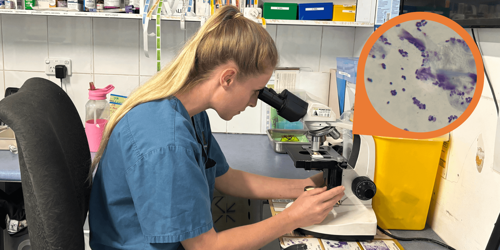 Why Cytology Matters in Diagnosing Ear Infections